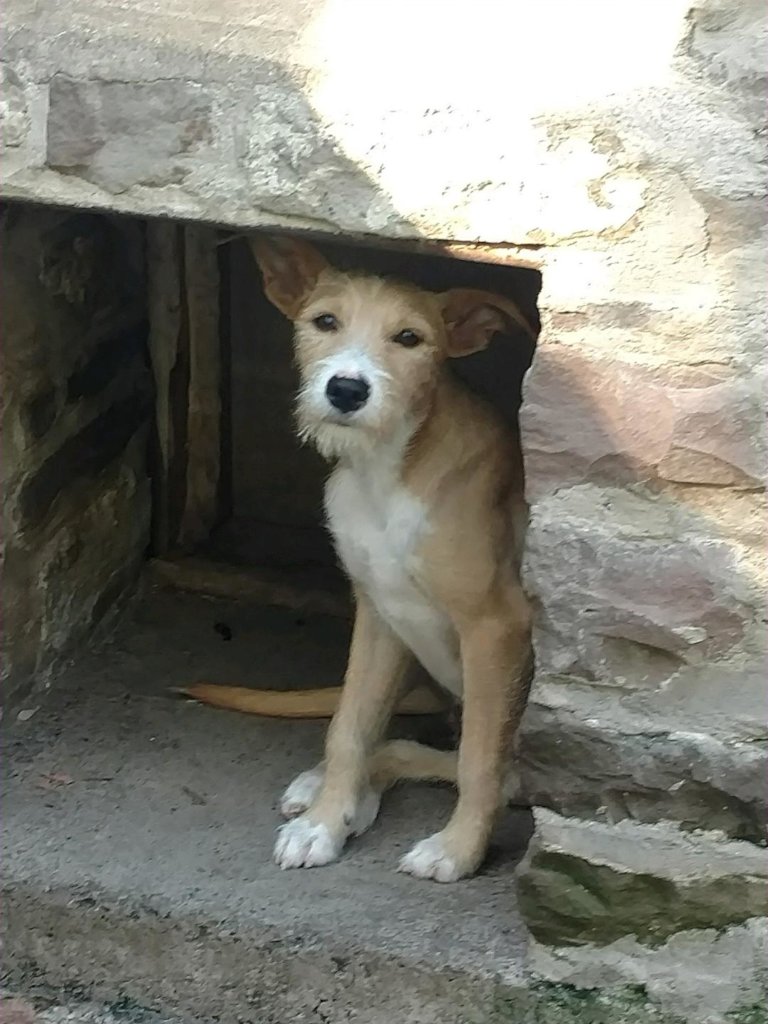 Rescue/Vet/Transport/Adopt 200 Street Dogs from PR