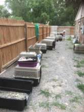 30 Dogs Arrive in NY!