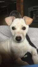 Addie..parvo survivor!