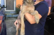 Rescue/Vet/Transport/Adopt 200 Street Dogs from PR
