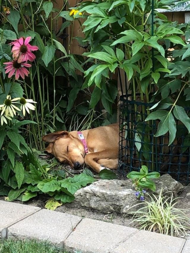 Rescue/Vet/Transport/Adopt 200 Street Dogs from PR