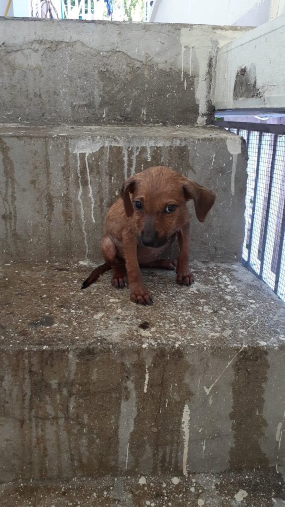 Rescue/Vet/Transport/Adopt 200 Street Dogs from PR
