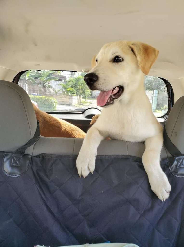 Rescue/Vet/Transport/Adopt 200 Street Dogs from PR