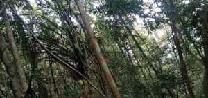 10 Acres to be Protected