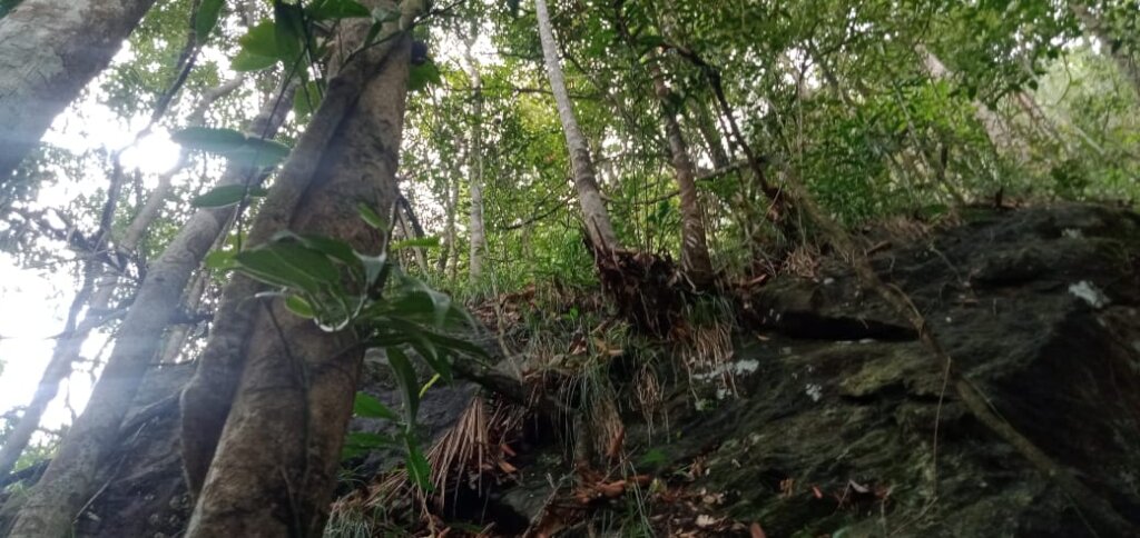 Save a 10 acre Tropical Rainforest in Sri Lanka