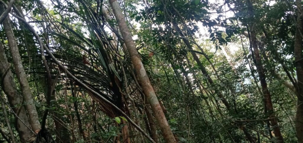 Save a 10 acre Tropical Rainforest in Sri Lanka