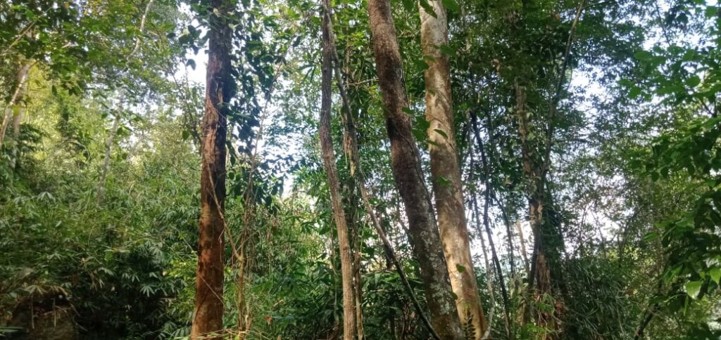 Save a 10 acre Tropical Rainforest in Sri Lanka