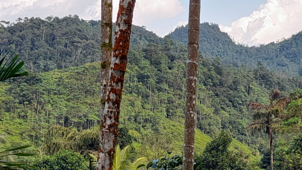 Save a 10 acre Tropical Rainforest in Sri Lanka