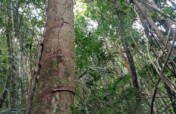 Save a 10 acre Tropical Rainforest in Sri Lanka