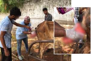 doctor is cleaning the prolapse