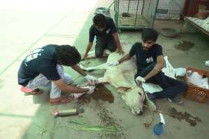 'Vani' came with a broke foreleg