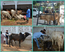 Treatment of sick cows in our facility
