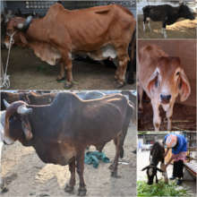 Abandoned cow treated in our facility