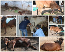 Treatment of Abandoned cows in your facility