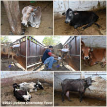 Stray cows treated in our facility