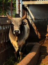 Recovered from a bacterial infection