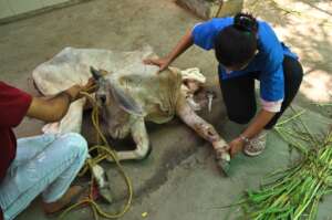 Doctor is checking the wound