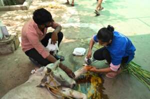 Flushing the wound with medicine