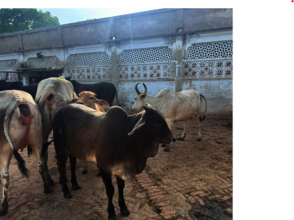 All were suffering from dehydration