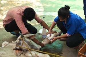 bandaging after flushing the wound
