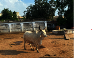 Another recovered from Bacterial infection