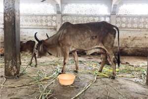 Maya after the treatment