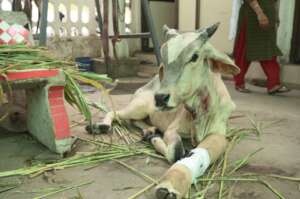 Healing process under our supervision & care