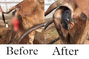 Pre & Post condition of Maya