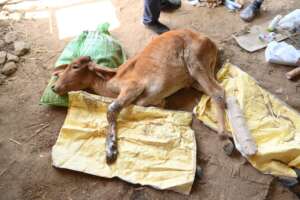 After completing the splint bandage and medication