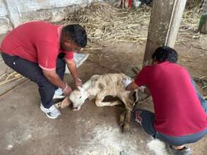 Calf with a maggot infested injury