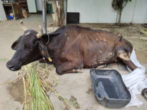 Cow with hind leg fracture treated at our facility