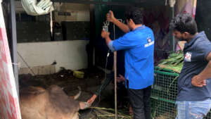 Cow with a spinal injury from a road accident