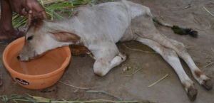 Severely Dehydrated calf