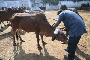 Vets treat a abandoned cow with a horn injury