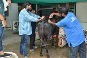 Vets treat the pregnant cow