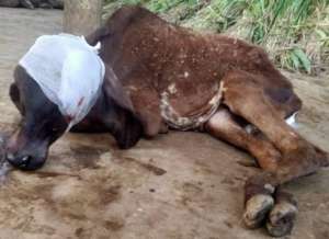 Crow picking cow treated successfully