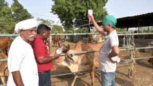 Gomti is getting treated by Jivdaya Team