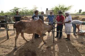 Gomti a heartbroken mother cow who lost her baby