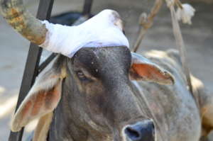 Abandoned cow treated with bandaged and antibiotic