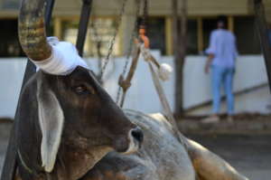 Physiotherapy given to the cow