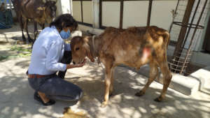 Bambi treated with love and care