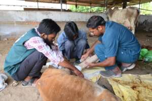 Immediate care after receiving the injured calf