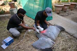 Infrared therapy on injured wings