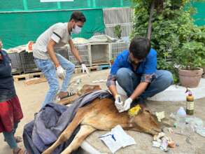 Injectable medication given to the calf