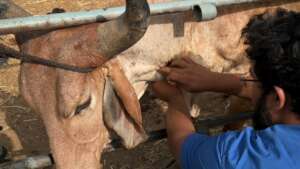 Injectables are given to Gomti to ease her pain