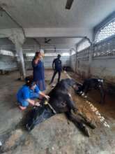 Jivdaya team treating the cow