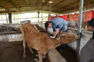 Maya was rescued from a slaughterhouse