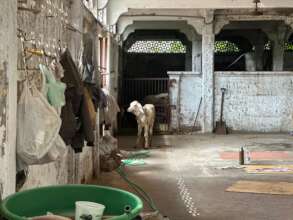 The calf was relived after treatment