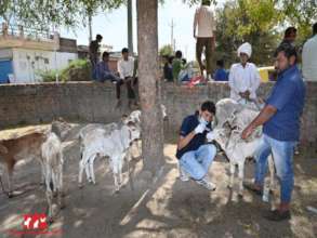 Calf treatment