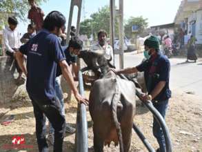 Vets treat a buffalo